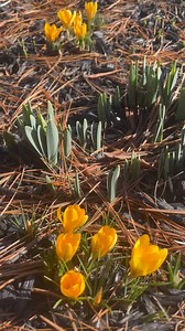 First flowers of the year are blooming by the pond. Spring is officially here March 19! #pinelandfarms #crocuses #springflowers #earlyspring #groundhogwasright | Pineland Farms