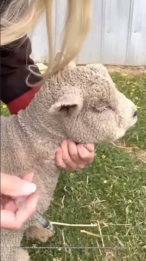 EASY Sheep Hair Removal Secrets Revealed?