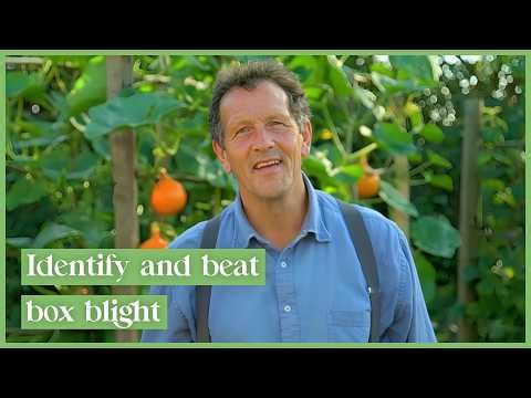 How To Cure Box Blight with Monty Don | Season 5 Episode 21 | Full Episode | Gardeners' World