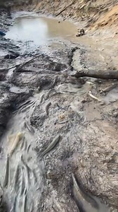 Ikan gabus banyak banget🐠🐋🐟 | Endri Susanto