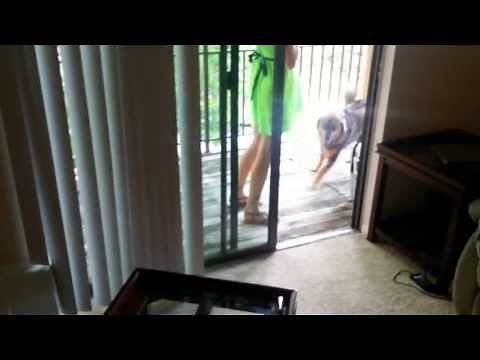 Cat Hissing at Dog