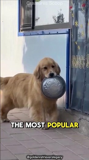 Golden Retrievers: The World’s Favorite Family Dogs!