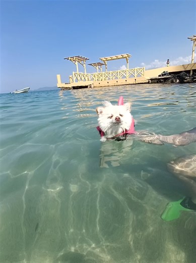 No va a pasar nada 😭 #puppiesoftiktok #pomeranian #vacay