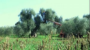 699K views · 3.5K reactions | ECHO Olive Groves | ECHO Global | Facebook