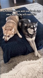 23K views · 655 reactions | This video says everything you need to know about how they differ 藍 | Life With Klee Kai | Facebook