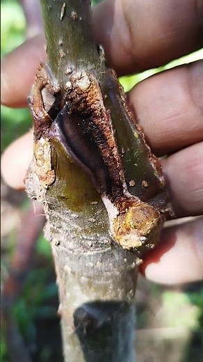 Grafting Experiment Goes VIRAL - Must See Plant Transformation!