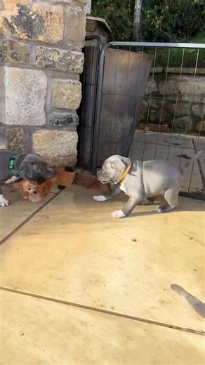 🐾 Meet Our Gorgeous Staffy Pups! 🐶 These beautiful, healthy, and well-socialized Staffy puppies are growing up surrounded by love, playtime, and cuddles in a family environment. ❤️ We love sharing their personalities, playful moments, and little milestones with fellow Staffy lovers. Every pup has its own charm, and it’s a joy watching them grow. ✨ Follow along for more updates, photos, and stories about these little ones! #puppys #staffy #staffypuppy #staffypup #staffypuppies #staffypups #staf