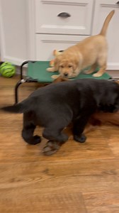 The cutest little yellow pup you ever did see #puppies #cutepuppies #blacklab #yellowlab #chocolatelab #adorable #naturallyreared #rawfed #englishlabs #dogs #dogsofinsta #talesofalab #worldoflabs ##ilovedogs #dogsrule #feedrealfood #healthydogs | Chalk Pond Retrievers