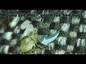 5 Bed Bug Signs You Need To Pay Attention To