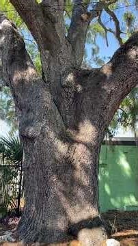 Behemoth tree! #walkingaround #tree #trees