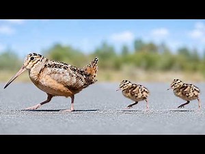 Why Does This Bird Walk So Funny? | From Egg to Survivor | American Woodcock