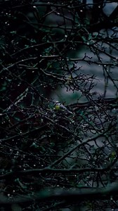 4K views · 202 reactions | আল আনকাবুত ২০ | Sura Al Ankabut 20 by Abdul Rahman Mossad #quranwithbangla عبدالرحمن مسعد - abdulrhman mosad | Quranwithbangla | Facebook