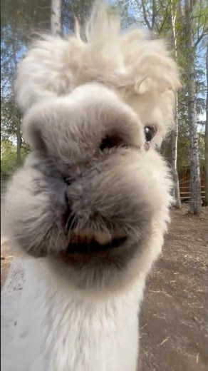 Friendly Faces at the Alaska Zoo! Visit Us 💖 📸 Intern Olivia B. #alaskazoo #anchorage