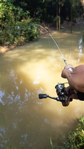 ADEGAN YANG BIKIN KETAGIHAN🎣😎