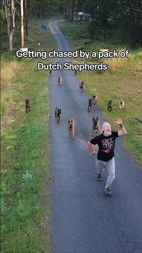 Dutch Shepherds are such a powerful breed #dutchshepherd