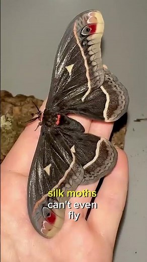 The Incredible Secrets of the Silk Moth!