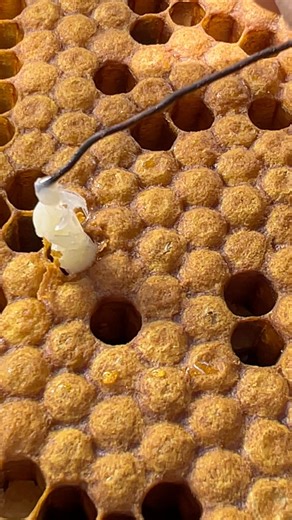 1.2K views | Tick out the larvae bee worker having virus and insect #honey #insect #savethebees | Savasta | Facebook