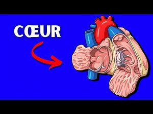 Anatomy of the heart