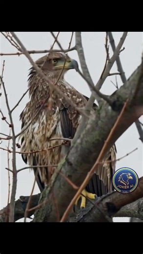Red-tailed Hawk Falcon – Identification and Facts