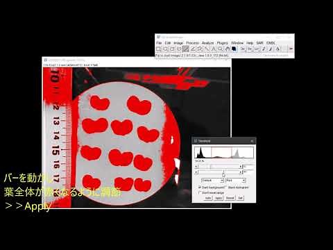 ImageJを用いた葉面積測定 measuring leaf area by ImageJ