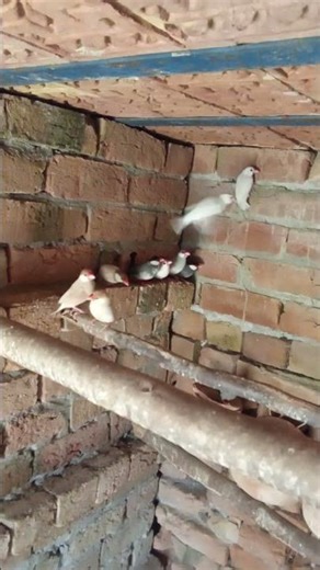 Java sparrow colony are Akbar shah#java #sparrow #colony #like #subscribe #