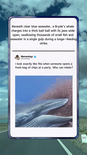 One Giant Gulp Destroys An Entire Fish Swarm! 🐋 #OceanLife #Wildlife #Nature