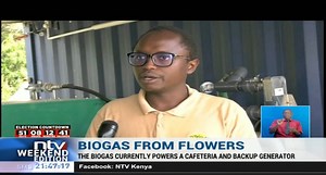 1.2K views · 74 reactions | Biogas From Flowers: Grants Bio Tech limited found converts flower waste into renewable energy through the production of Biogas #NTVWeekendEdition @RuthSarmwei | NTV Kenya | Facebook