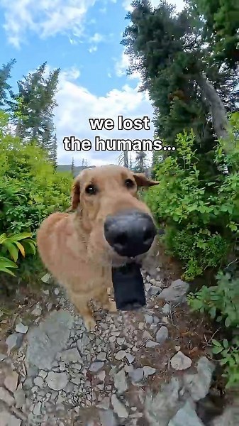 I found some mountain goats 🙂🐐 #dogshorts #goldenretriever #dogsofyoutube