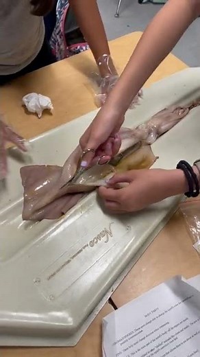 Squid dissection