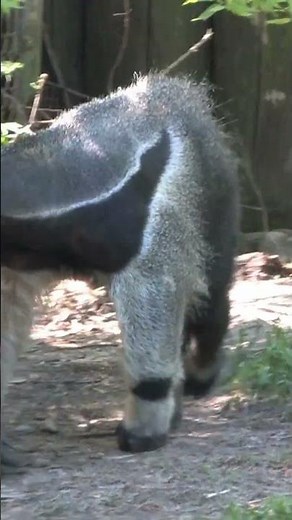 TAMANDUÁ #animals #tamanduá #animaiscuriosos #curiosidades #planetacurioso