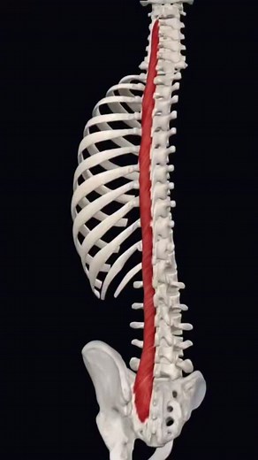 Os músculos paravertebrais sustentam a coluna, estabilizam cada movimento e protegem discos e articulações. Quando estão fracos ou tensos, surgem dores lombares e cervicais. Fortaleça com exercícios como prancha, ponte e bird-dog. 💪 📞 Agende: 41 98456-1728 #Fisioterapia #Coluna #DorNasCostas #Pilates #Saúde 💙 | Fisioterapia.Curitiba
