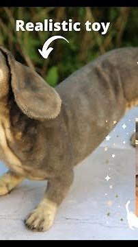 Dachshund realistic plush toy (made to order)