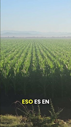 proceso de la creación de las granos en la mazorca y la espiga. #agricultura #plantas
