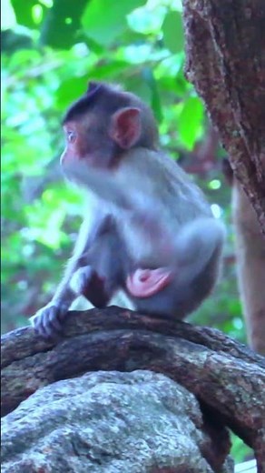 102719 #lifeisbutadream #babyanimal #live #animals #haveitoldyoulatelythatiloveyou #babymonkey