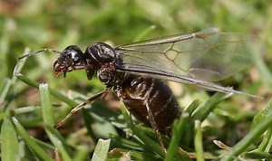 Met Office warns of a 'swarm' of flying ants in parts of the UK