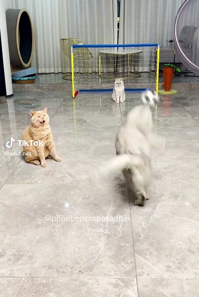 Cute Cat Crying Compilation