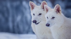 Dire wolves brought back from extinction. Could the huge, ancient wolf return to the wild?