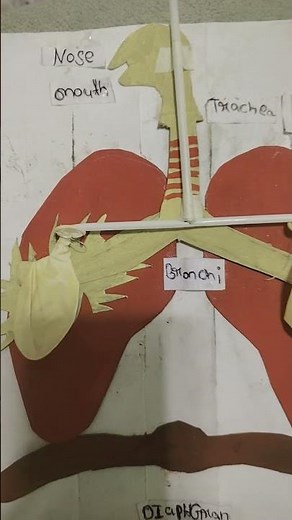 my science project ❤️❤️❤️ #drawing