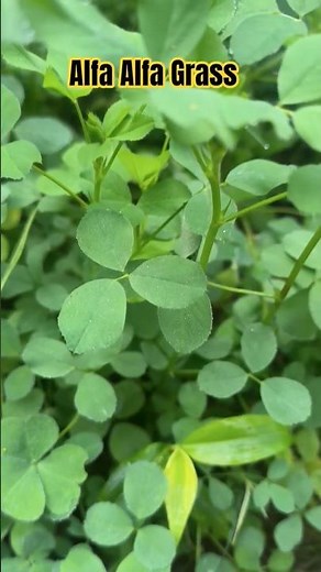 How to Grow & Use Alfalfa Grass for Profitable Livestock Farming 🐄🐐