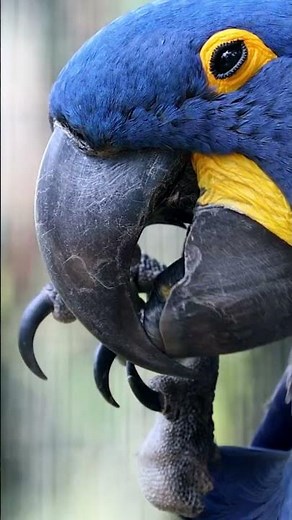 Macaw in the Wild | Colors That Fly, Nature That Speaks #macawbird #parrot #colorfulbirds