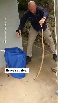 Snake catcher captures two brown snakes at once