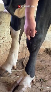 6.6M views · 10K reactions | DairyFarming #viralreels #instagramreels #trendingreels #reels #trend #viralvideos #trending #explore #viral #india | Mansa Dairy Farm | Facebook