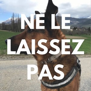 22K views · 252 reactions |  A l'adoption merci de partager. Adess...