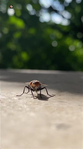 Housefly Sound ( buzzing ) (1)