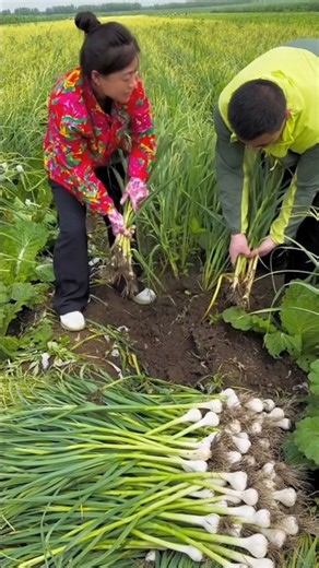 Amazing garlic farming by rural farmer | Farmer cultivate small garlic 🧄🧄 #garlic