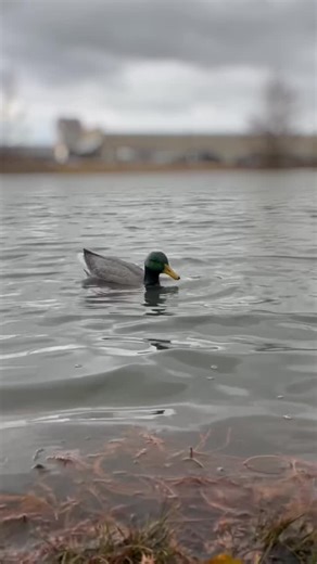 Mack's Prairie Wings on Instagram: "When realism matters most, the Dabbler Motorized Feeding Duck Decoy from Mojo Outdoors stands unmatched, bringing feeding action to life like never before. 🦆 Shop link in bio. #mpw #MOJO #mackspw"