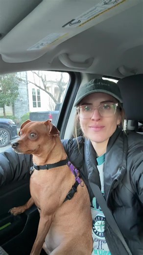 Miniature Paws: The Charm of Miniature Pinschers and Chihuahuas