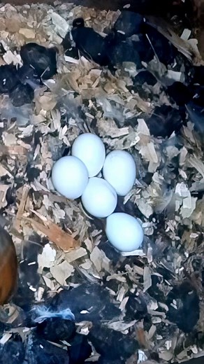Barn Owl eggs are due to hatch soon! 🦉🥚 #wildlife #birdwatching #nature #nestbox #livecam #barnowl #nestboxlive | Nest Box Live