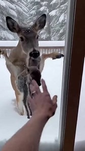 A mother deer desperately paws at a human's glass door during a blizzard, bringing her frozen, icicle-covered baby fawn for a miracle rescue. #deer #rescue #animals | Vu Bros