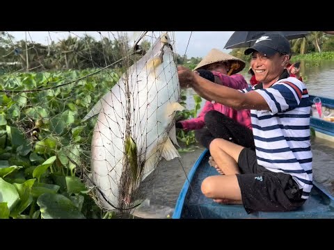 1052 / Giăng câu cá tra sông Cái Bé dính cá khủng